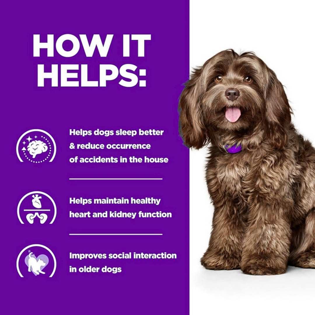 Dog with a purple background 