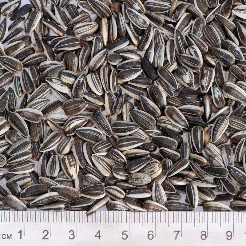 Lillebro Sunflower Seeds for Wild Birds