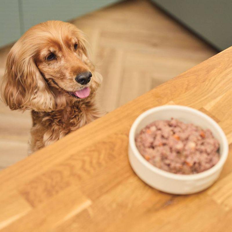 fish recipe dog food