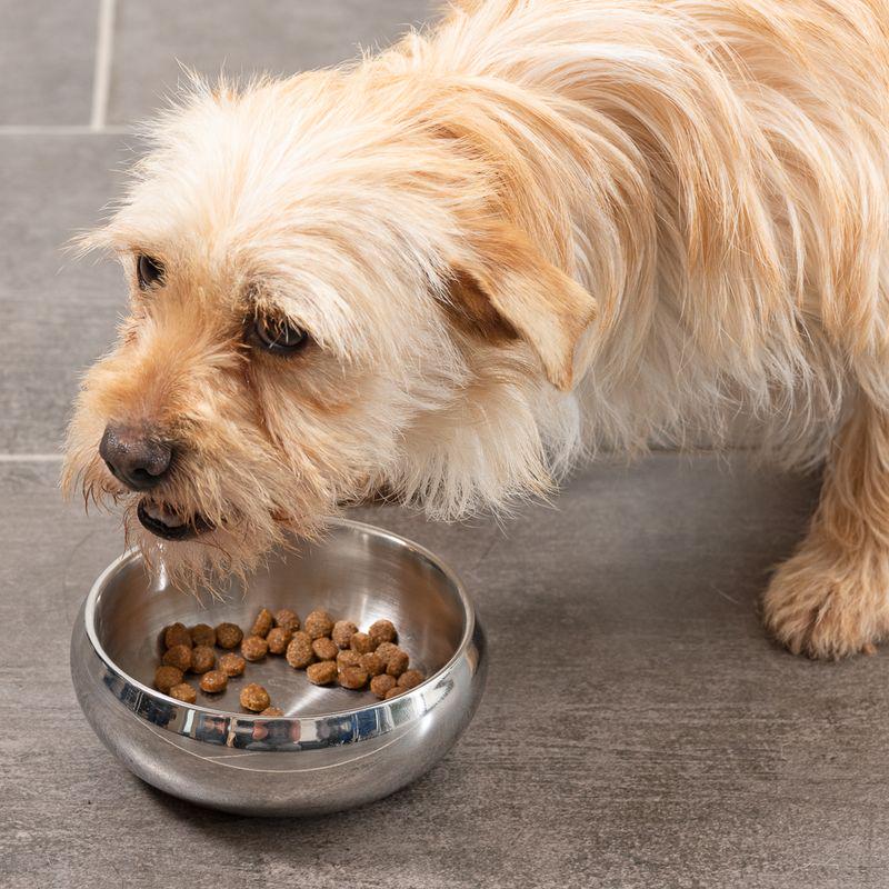 Insulated bowl for pets