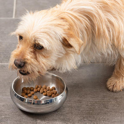 Insulated bowl for pets