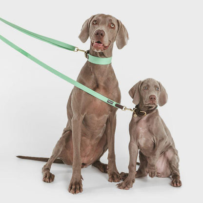 Mint fabric dog collar for pets