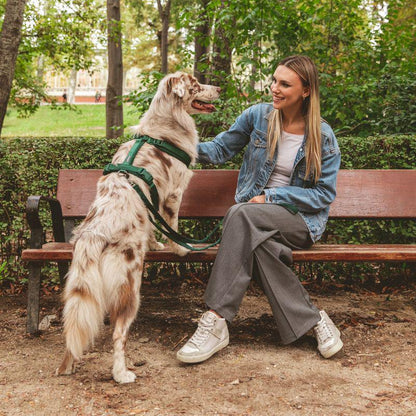 Easy-to-use dog harness