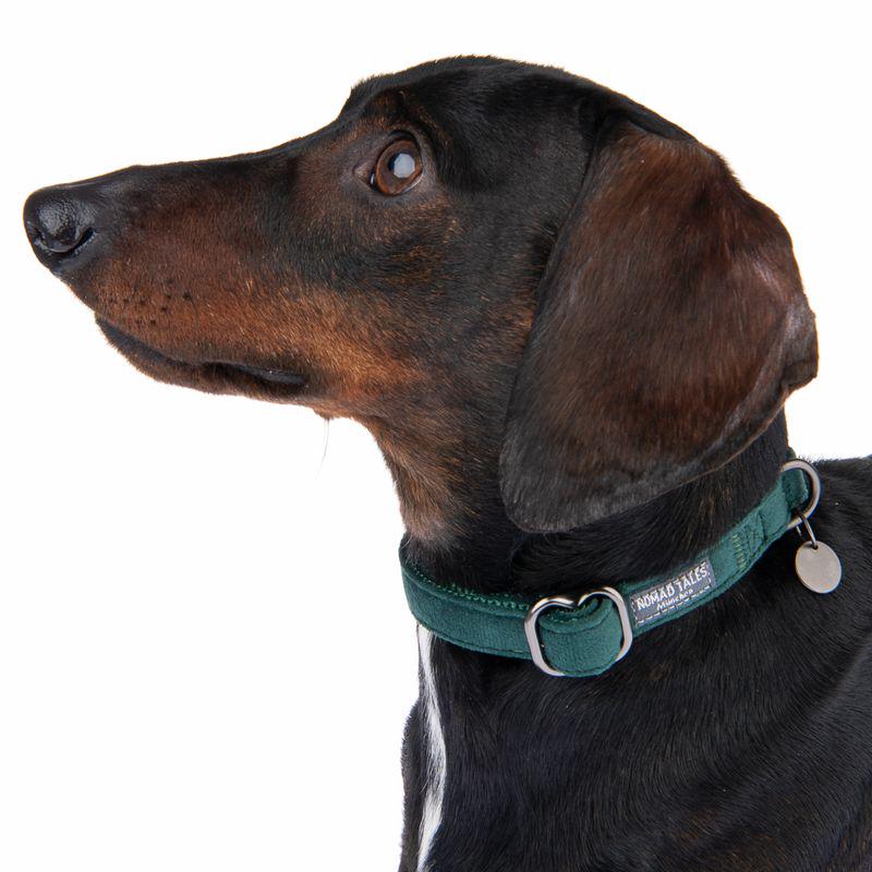 Nomad Tales decorative pet collar