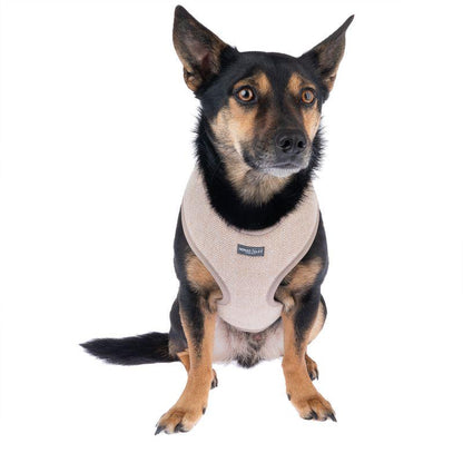 Gold-accented harness