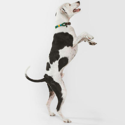 Spirit collection dog gear