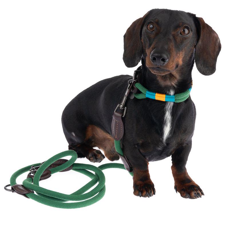 Chic dog collar green