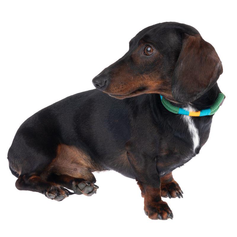 Durable pine tone collar