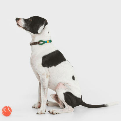 Stylish green pet collar