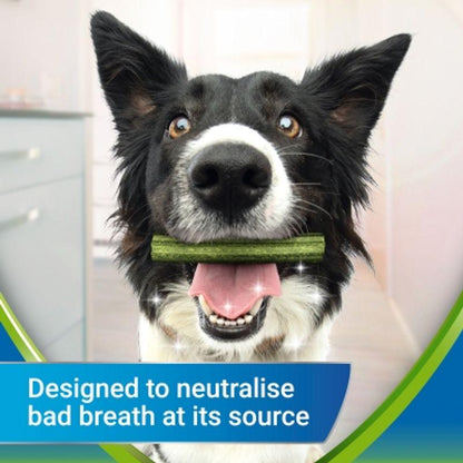Daily dental chews medium dogs
