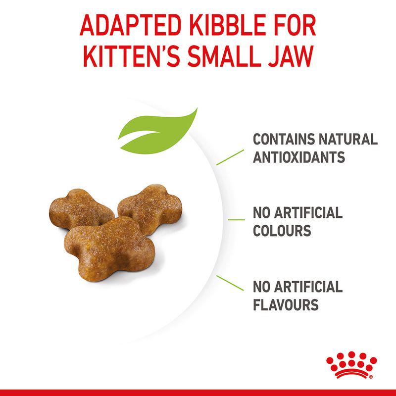 High-protein food for kittens