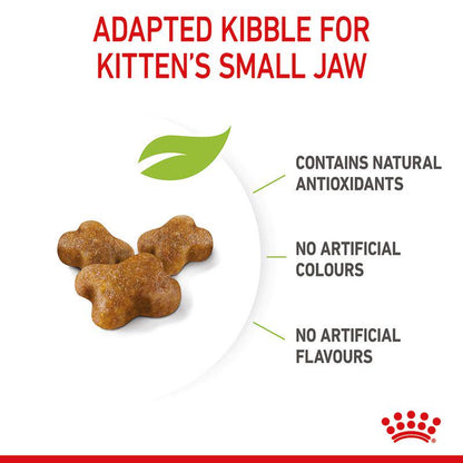 High-protein food for kittens