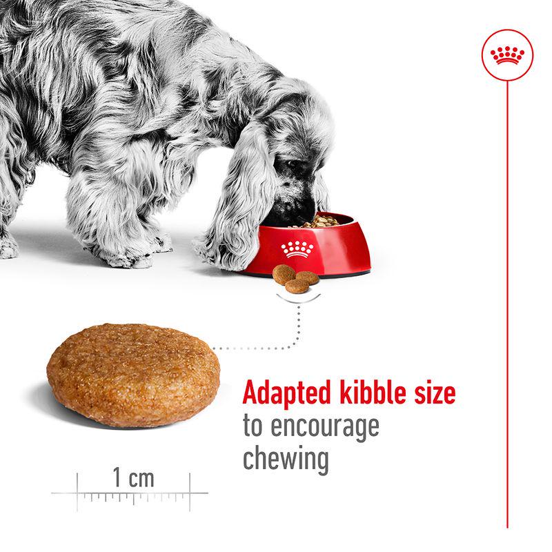 Royal Canin dry food medium