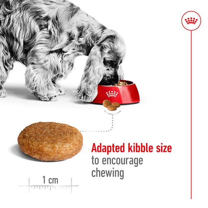 Royal Canin dry food medium
