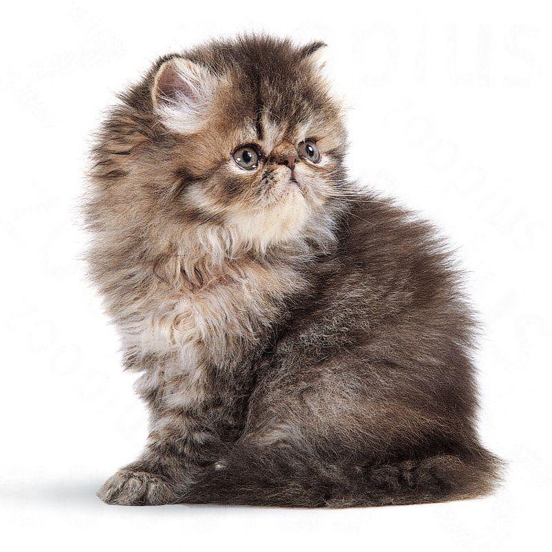 Persian breed kitten formula