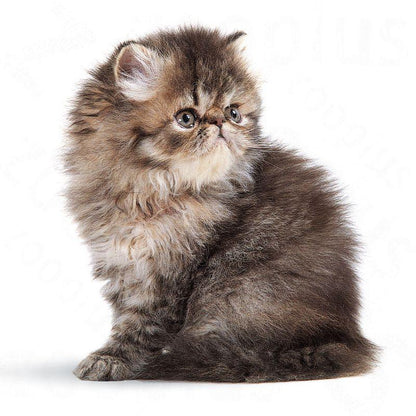 Persian breed kitten formula