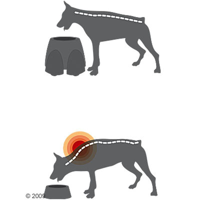 Ergonomic dog feeder