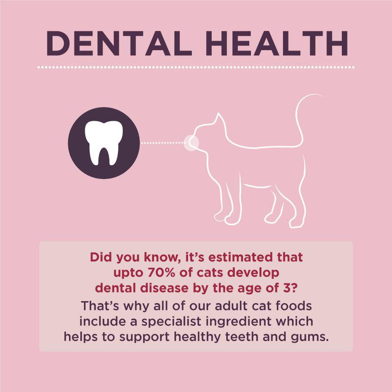 Support Dental Health cats