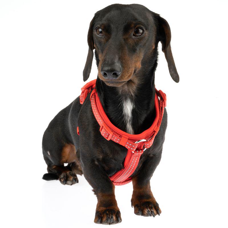 Dog walking accessory