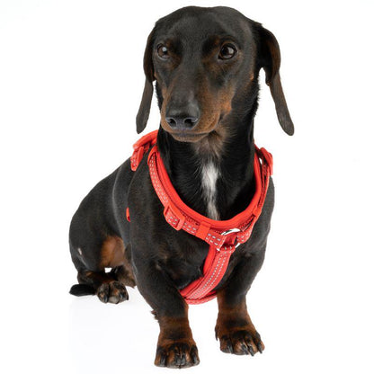 Dog walking accessory