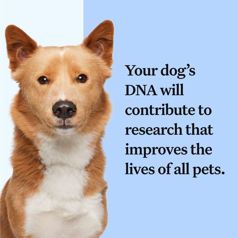 Canine DNA test pack