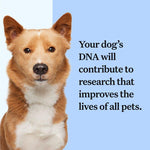 Load image into Gallery viewer, Wisdom Panel Breed Discovery Dog DNA Test
