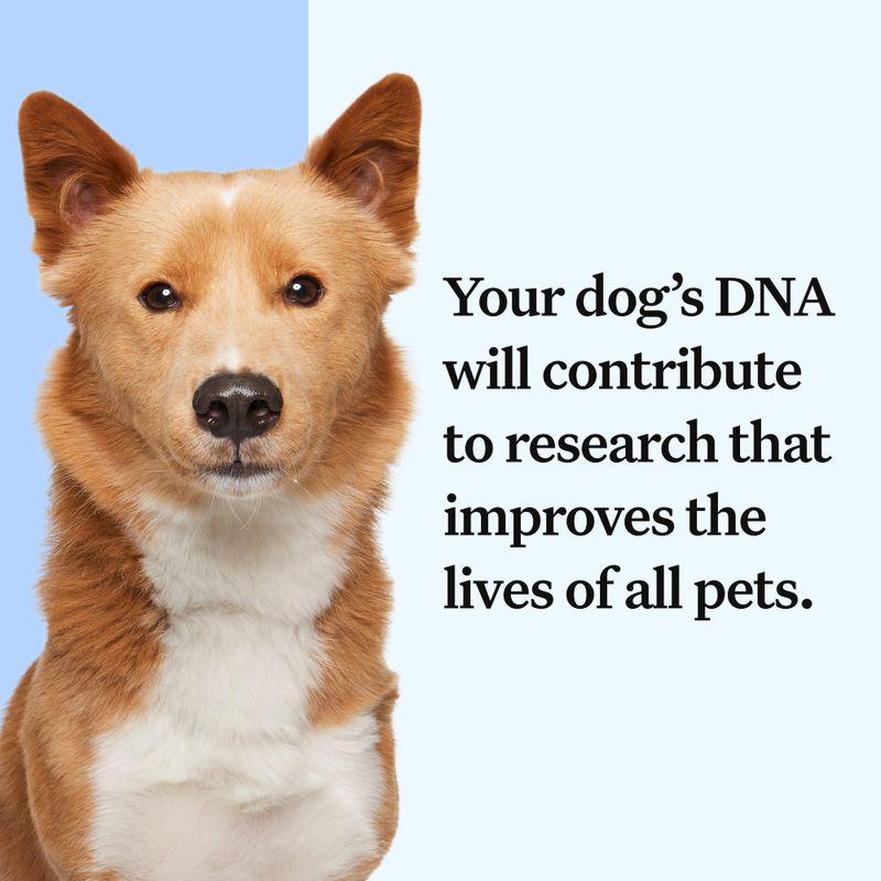 Wisdom Panel Essential Dog DNA Test