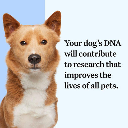 Wisdom Panel Essential Dog DNA Test
