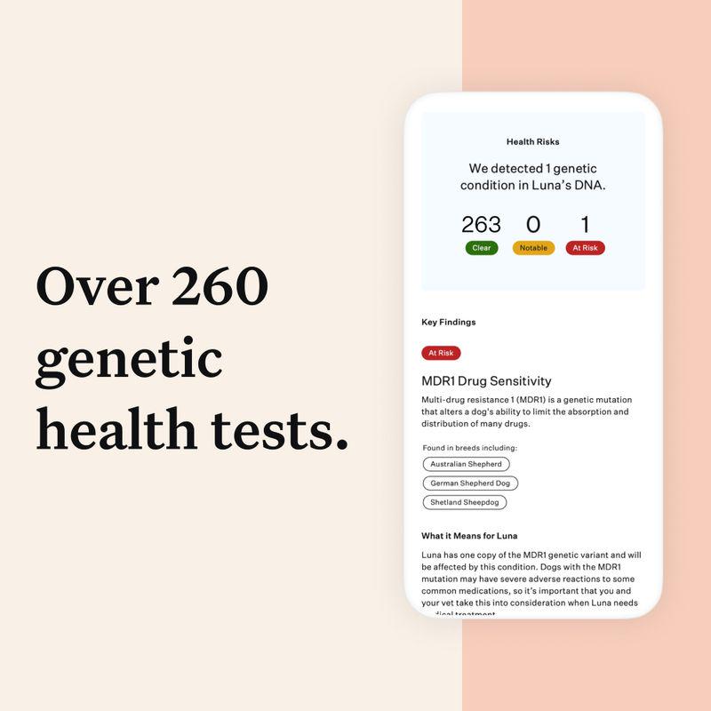 Dog DNA health screen