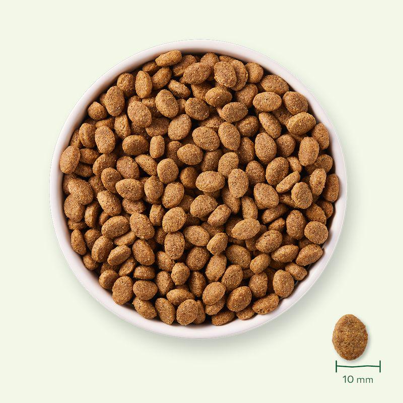 Organic chicken for senior dogs