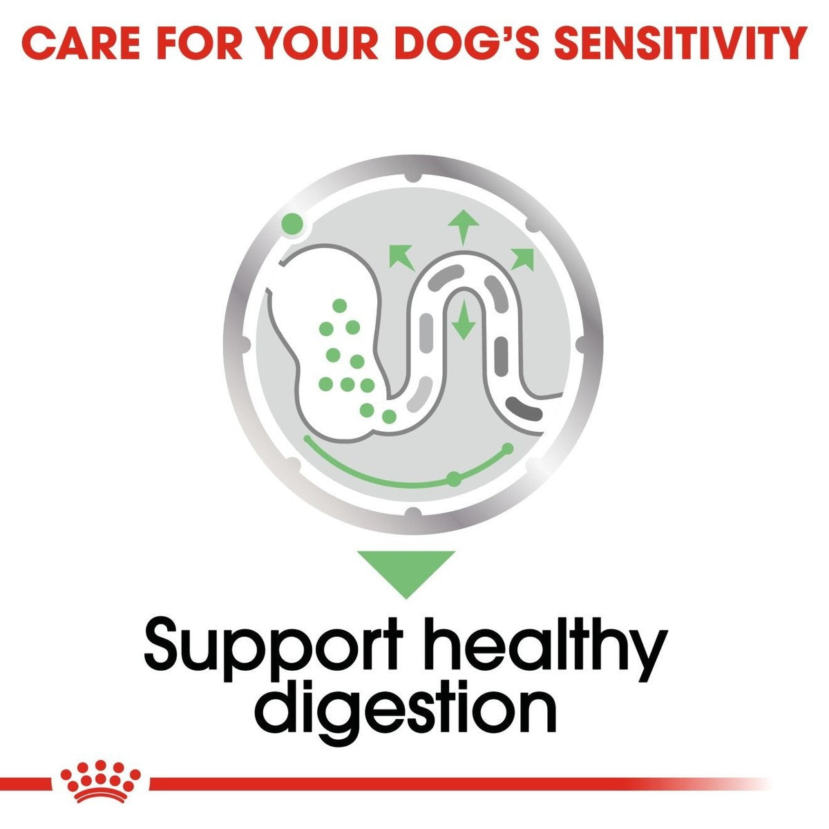 Diagram of a digestive system with text about supporting healthy digestion on a white background.