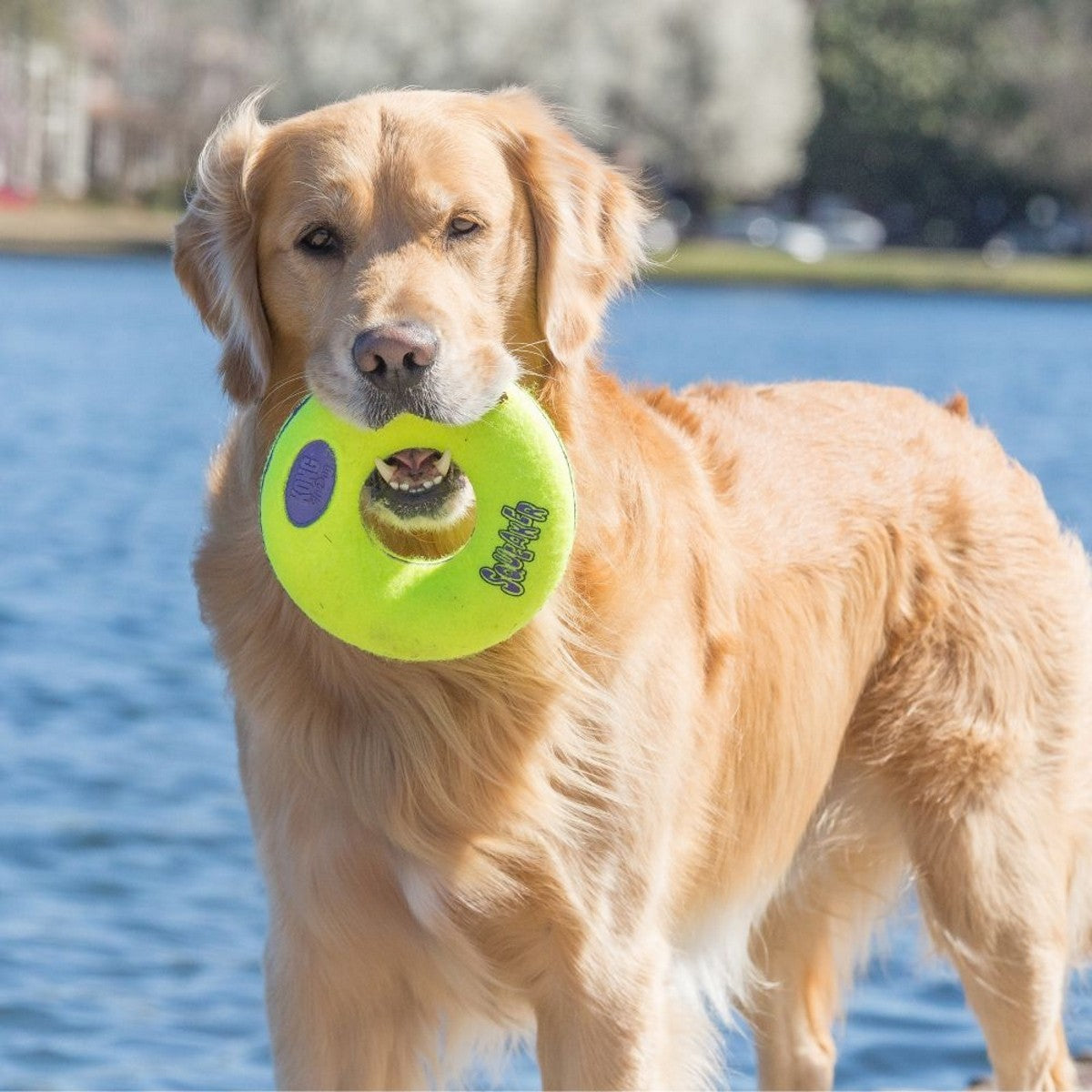 Dog holding a green toy with a lake in the background