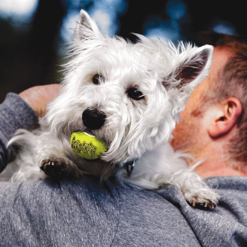 White dog with a tennis ball on a person's shoulder outdoors