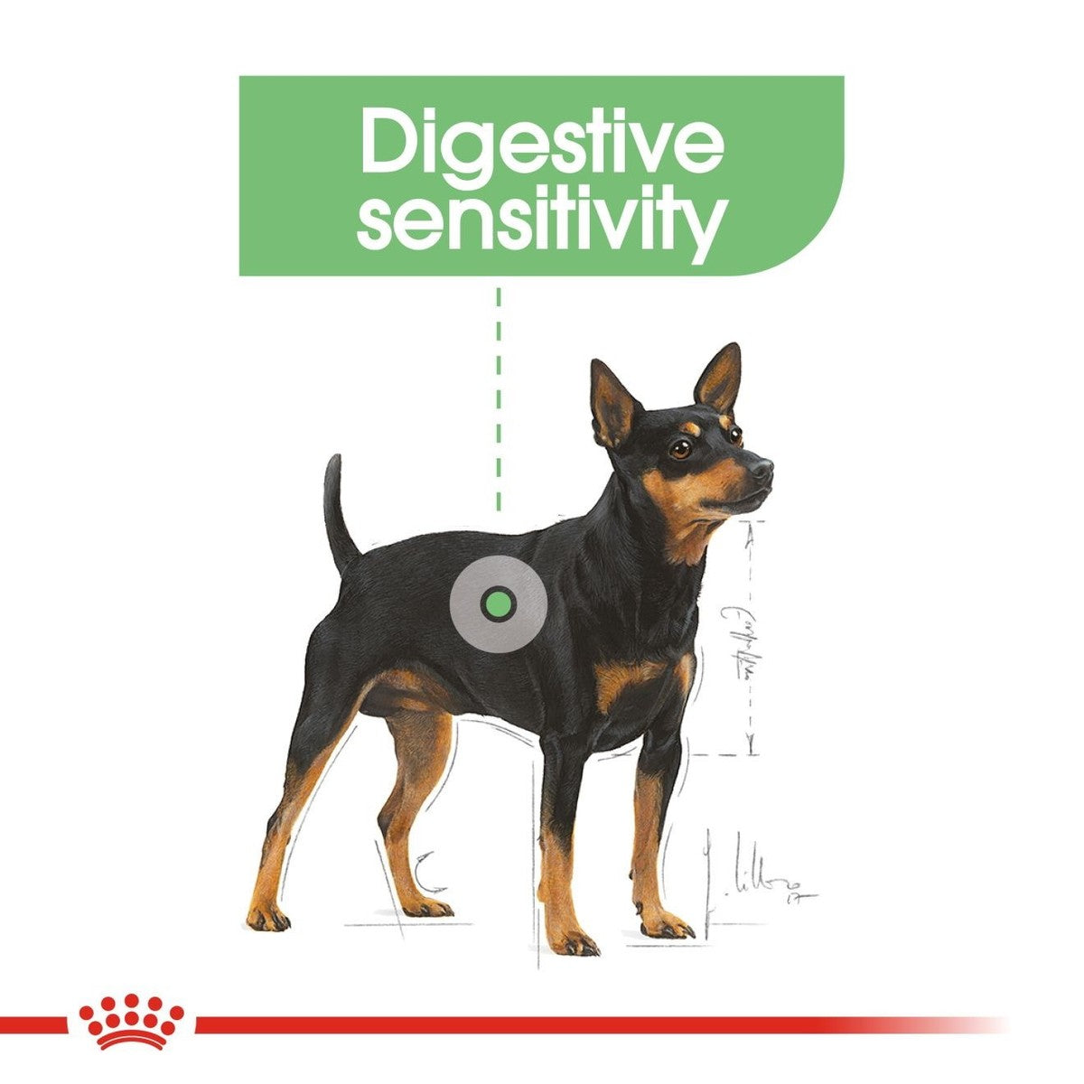 Dog illustration with 'Digestive sensitivity' text on a white background