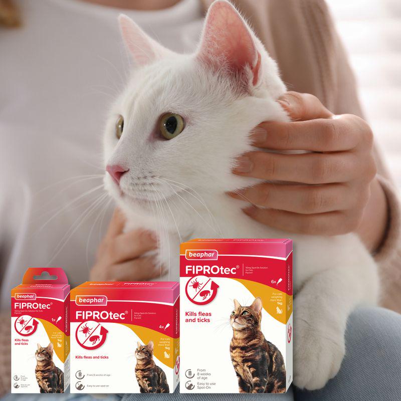 Monthly cat flea treatment