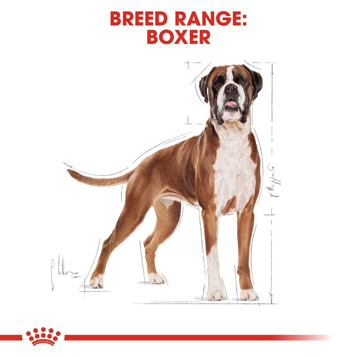Boxer dog illustration with breed range text on a white background