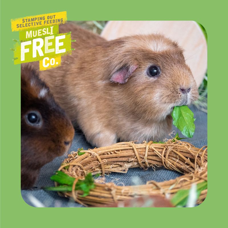 Two guinea pigs eating from a wreath with 'Muesli Free Co.' branding on a green background.