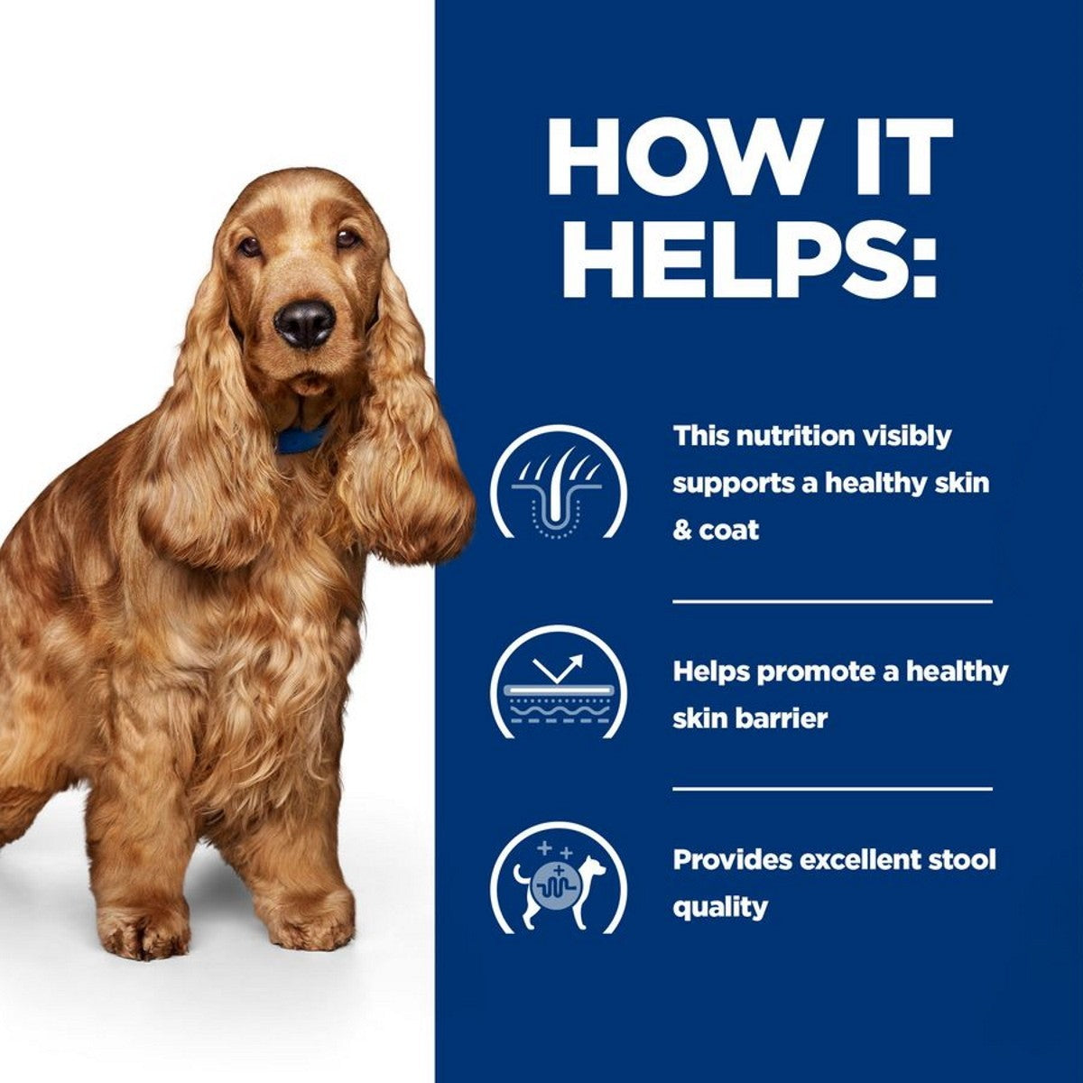Wet food for dogs