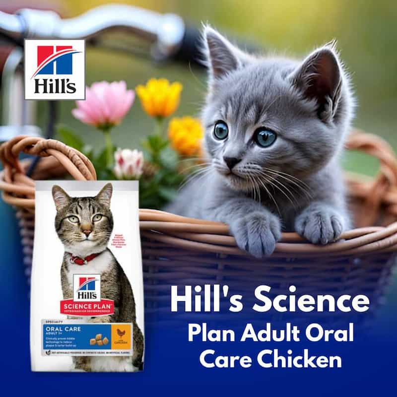 Gray kitten in a basket with a Hills Science Plan Adult Oral Care Chicken food bag, flowers in the background.