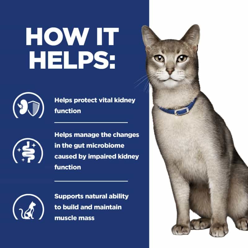 Cat wearing a blue collar with text on a blue background