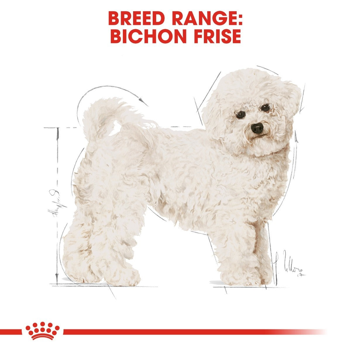 Bichon Frise breed range illustration on a white background with Royal Canin logo.
