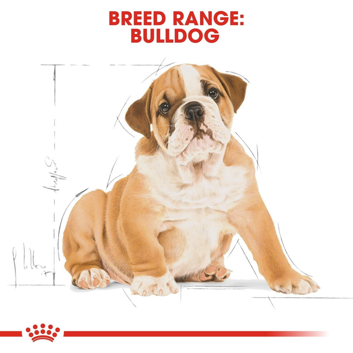 Cardboard cutout of a bulldog with breed range text and Royal Canin logo.