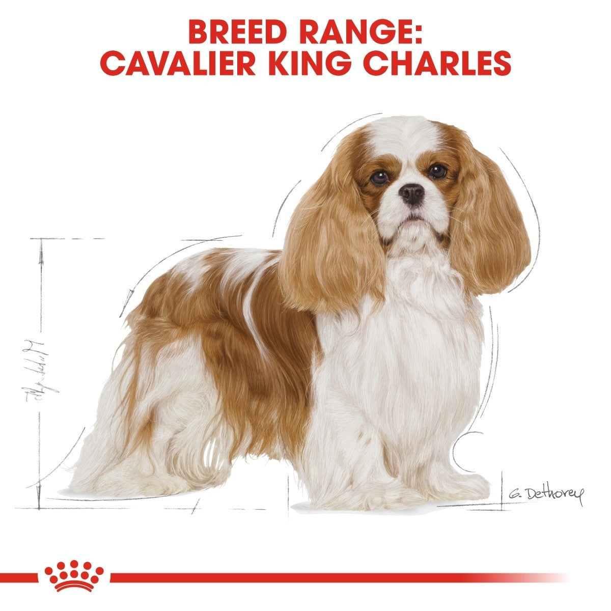 Cardboard cutout of a Cavalier King Charles with breed range text on a white background