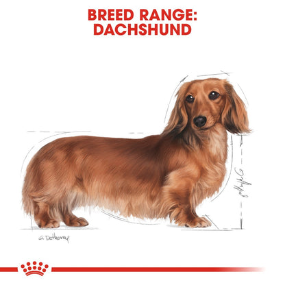 Dachshund illustration with 'Breed Range: Dachshund' text on a white background