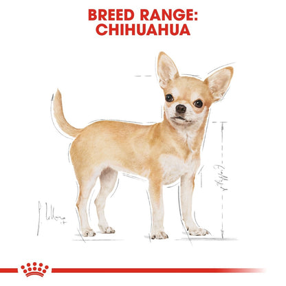 Chihuahua breed range illustration with a white background