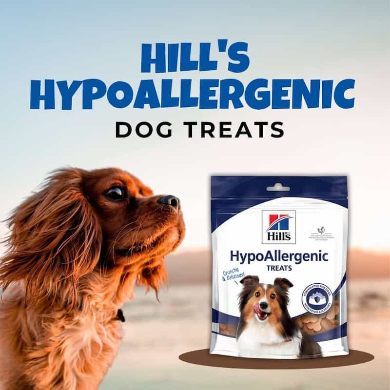 Hill's hypoallergenic dog treats packaging with a dog looking at it.