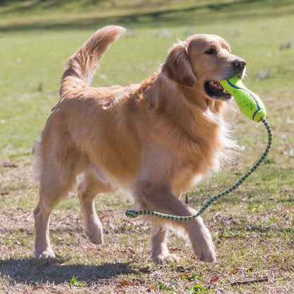 Golden retriever holding a green toy in its mouth outdoors on grass