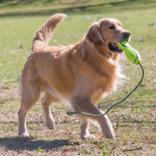 Golden retriever holding a green toy in its mouth outdoors on grass