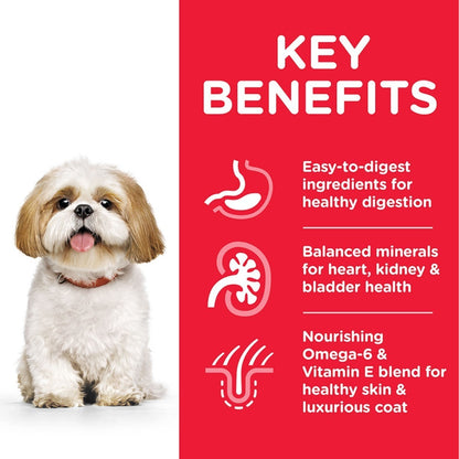 Healthy weight senior dogs