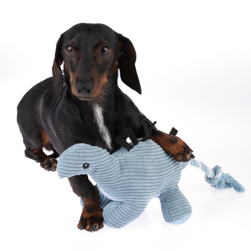 Dog playing with a blue knitted toy on a white background